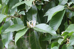 Michelia alba